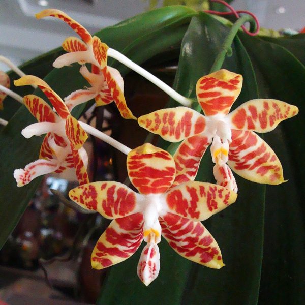 Phalaenopsis Amboinensis orchid, flower number SP64