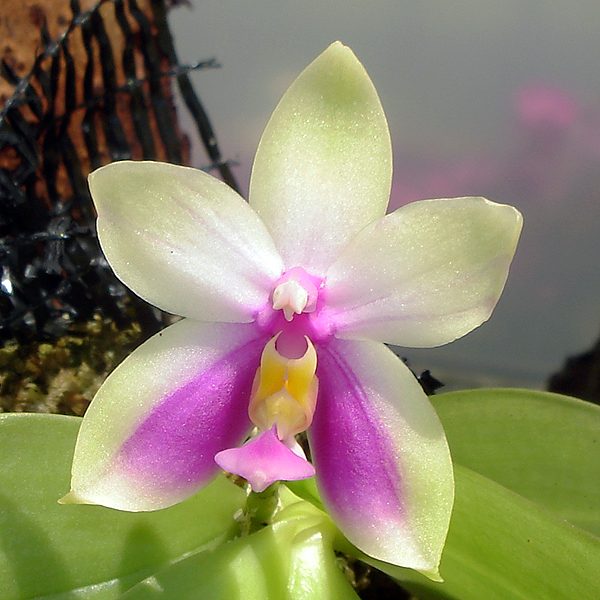 SP69A · Phalaenopsis bellina syn. × Phal violacea var. borneo