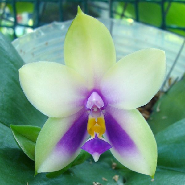 Phalaenopsis Bellina var. Blue orchid, flower number SP69B