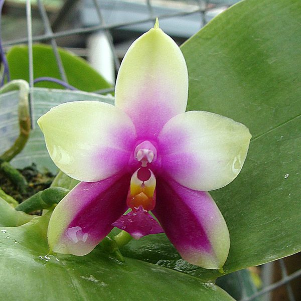 SP69S · Phalaenopsis Bellina var. borneo ‘small’