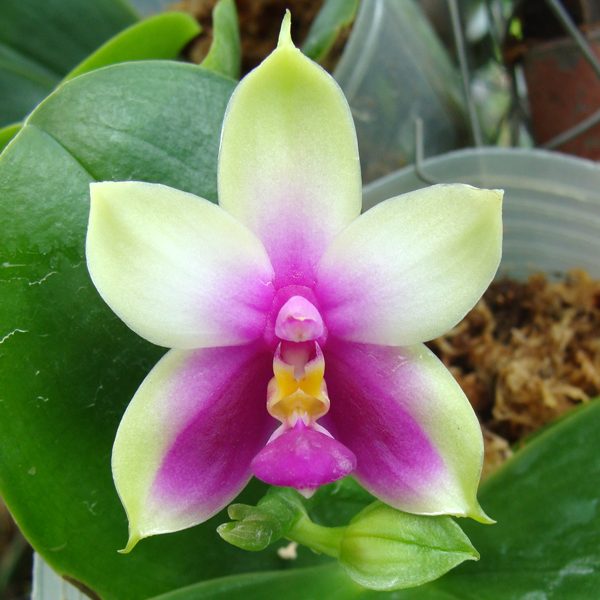 Phalaenopsis bellina 'Yung' × bellina 'Wu' orchid, flower number SP69T