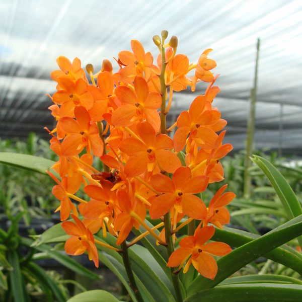 SV01 · Ascocentrum Miniatum