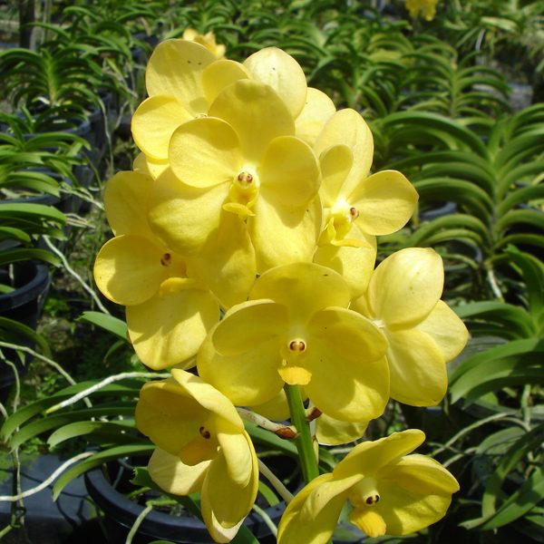 SV04 · Ascocenda Fuchs Gold × Udomchai