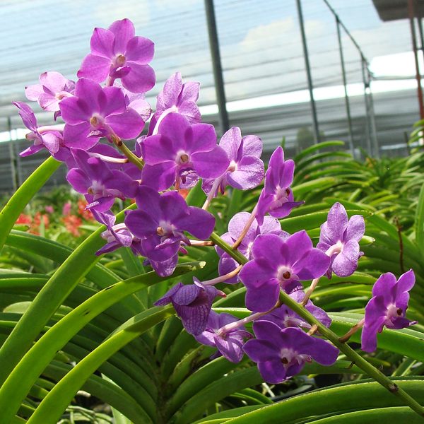 SV08 · Vascostylis Pine River ‘Blue’