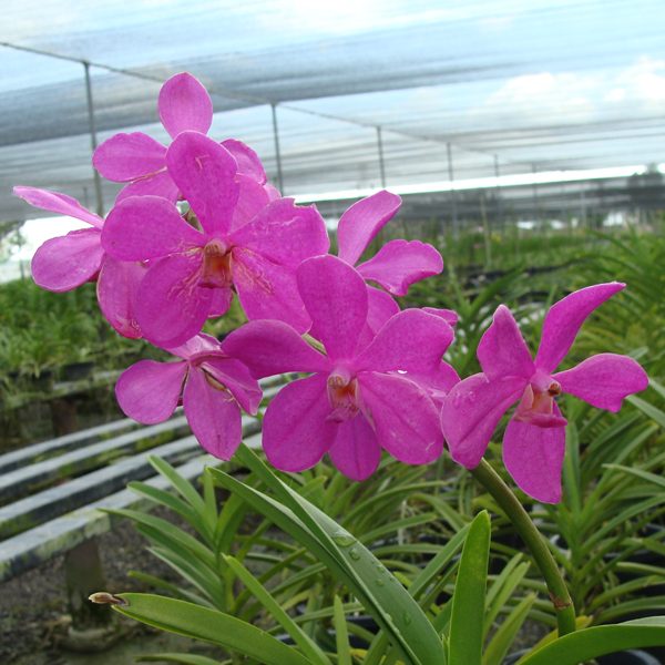 Mokara Calipso orchid, flower number SV101