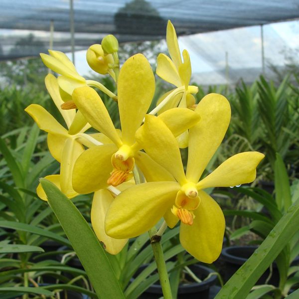 SV102 · Mokara Chitty Gold