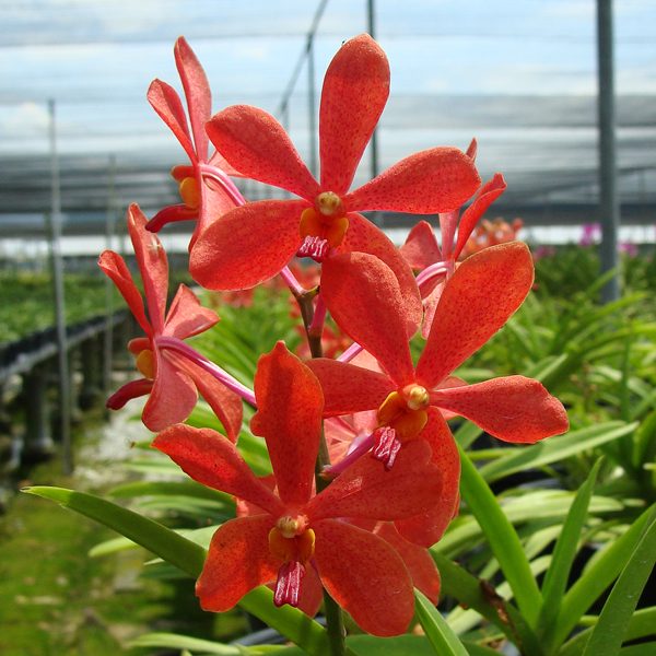 Mokara Sayan × Ascocenda Meda Arnold orchid, flower number SV103