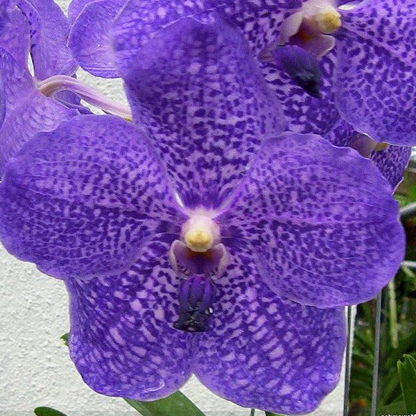 Vanda Lady Rebekah Kao orchid, flower number SV106