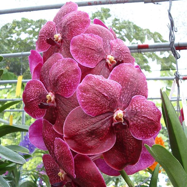 Vanda Robert's Delight 'Red Black' orchid, flower number SV107