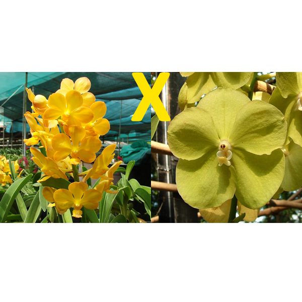 SV109 · Ascocenda Fuchs Gold × Vanda Charles Good Fellow