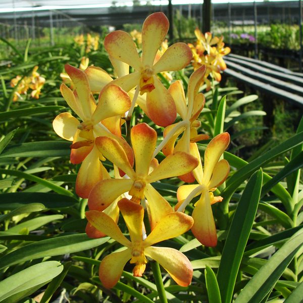 Mokara Bota Gold orchid, flower number SV111