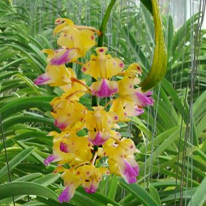 Aerides houlletiana orchid, flower number SV114