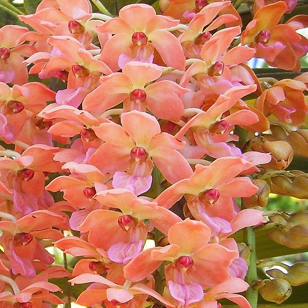 SV116 · Rhynchostylis gigantea ‘Orange’