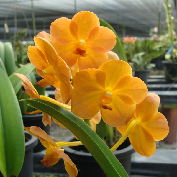 Vanda JVB × Charles Goodfellow orchid, flower number SV14