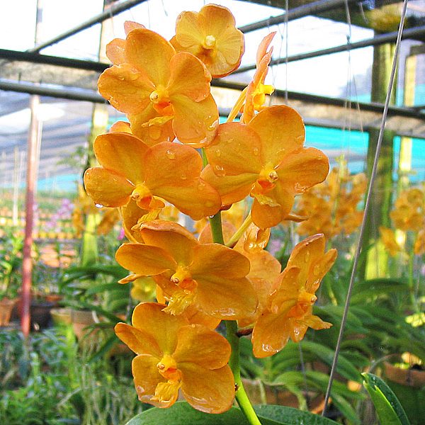 SV18 · Ascocenda Fuchs Gold