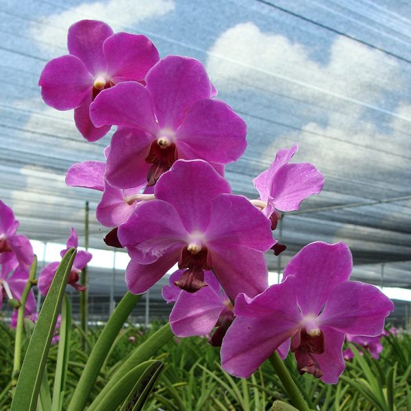 Vanda JVB × Gordon Dillon orchid, flower number SV21
