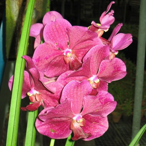 Vanda Memo × Somjit orchid, flower number SV48