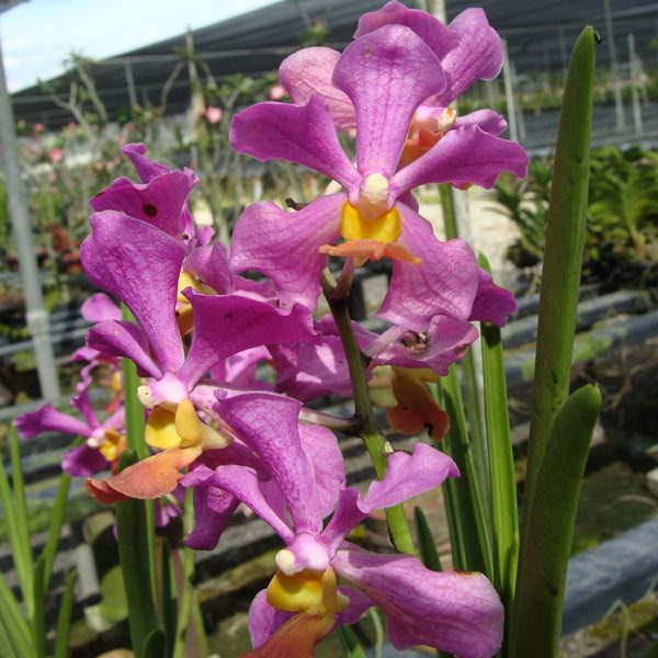 Vanda Memo Som Jit × Tessellata orchid, flower number SV59