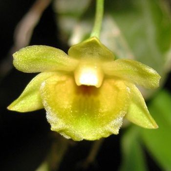 Dendrobium lamellatum orchid, flower number T23
