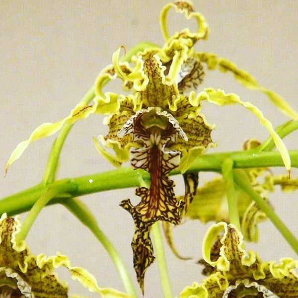 Dendrobium spectabile orchid, flower number T24