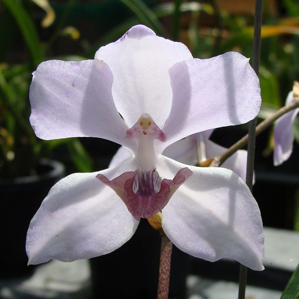 T28 · Acacallis cyanea