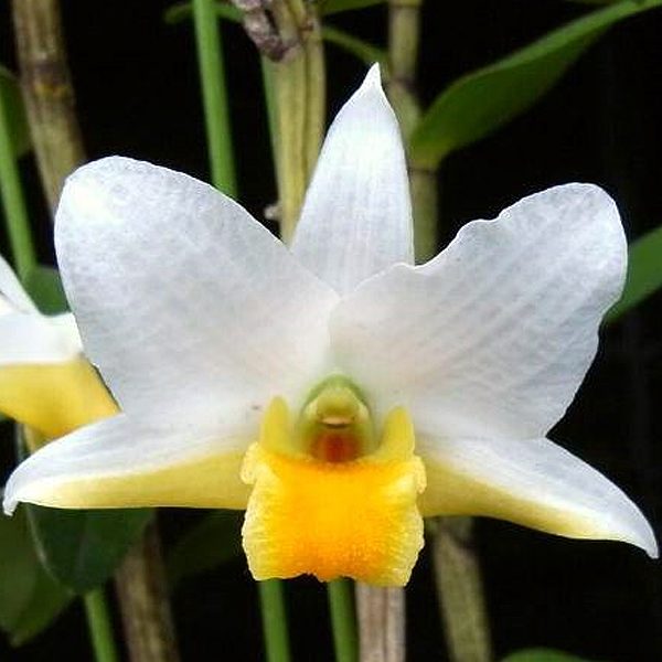 Dendrobium ovipostoriferum orchid, flower number T34