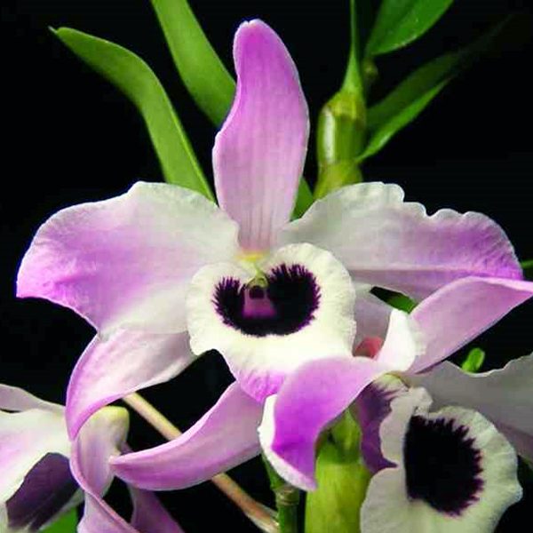 Dendrobium nobile × Mary Caine orchid, flower number T44