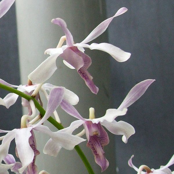 Dendrobium gouldii orchid, flower number T59