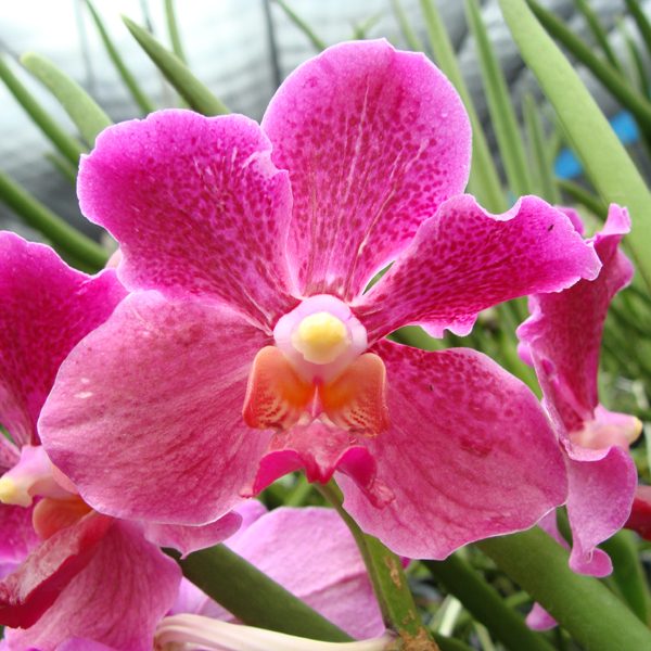Vanda Mevr. L. Velthuis × Vanda Doctor Anek orchid, flower number V190