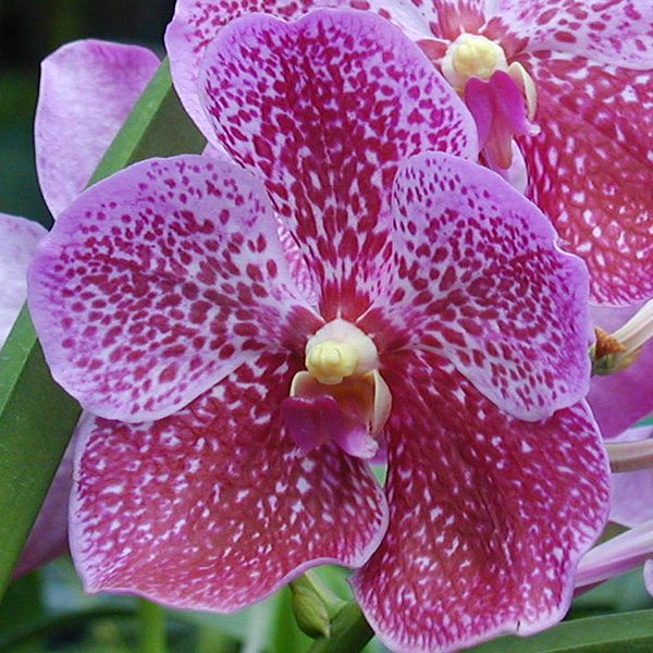 V235 · Vanda Dr. Anek × sanderiana