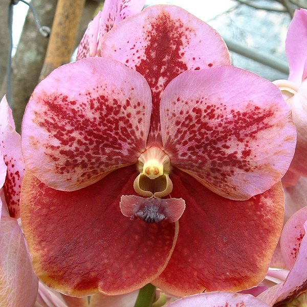 Vanda Jimmy Miller orchid, flower number V280