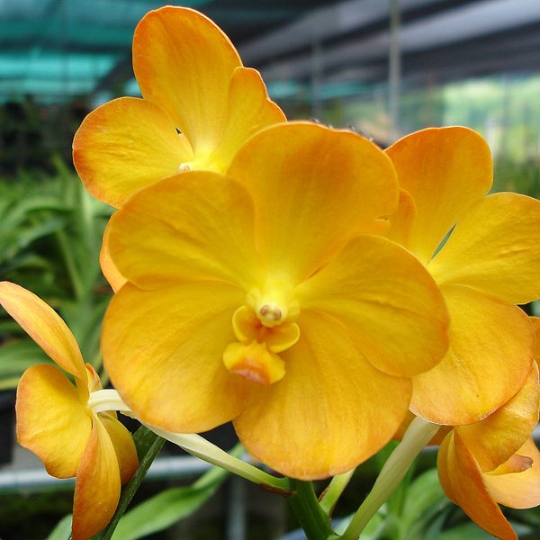 Ascocenda Tubtim Velvet × Vanda Charles Good Fellow orchid, flower number V319