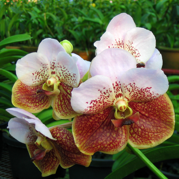 Vanda Kultana Ruby × Sanderiana orchid, flower number V366