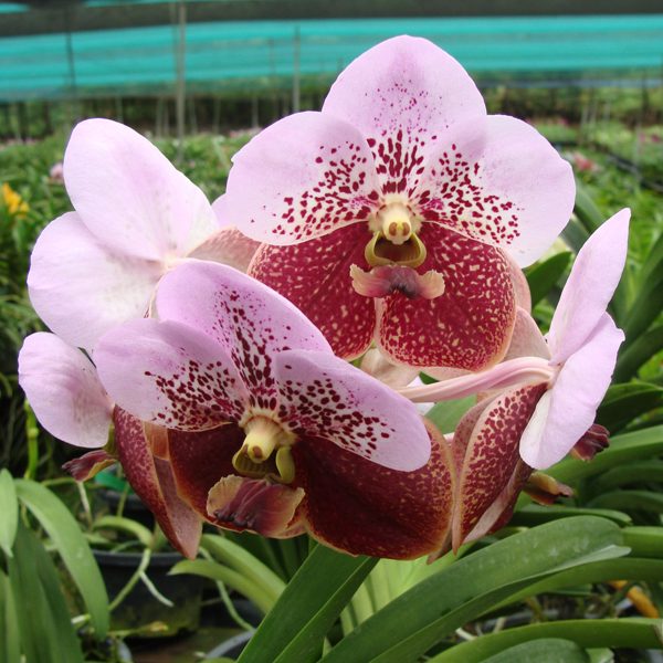 Vanda Taweesuksa Sanderiana orchid, flower number V367