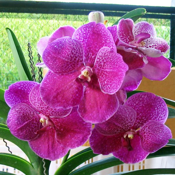 V368 · Vanda Doctor Anek ‘Bai’