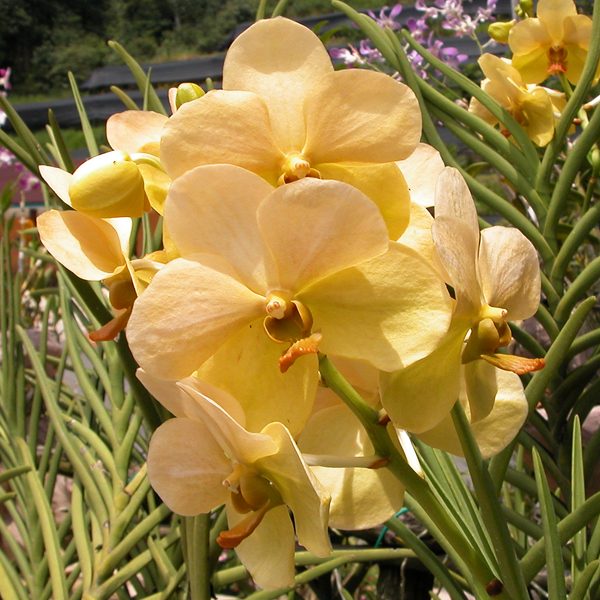 V370 · Aranda Putra gold