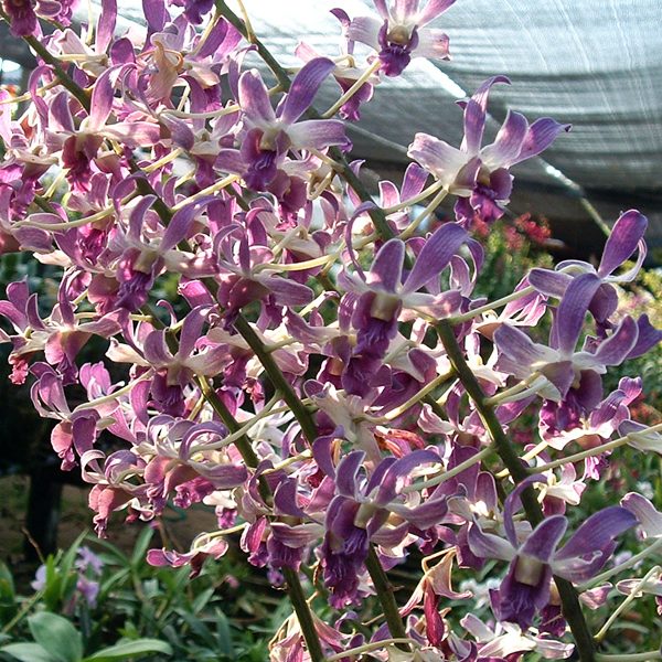 Dendrobium Betty Goto orchid, flower number X139