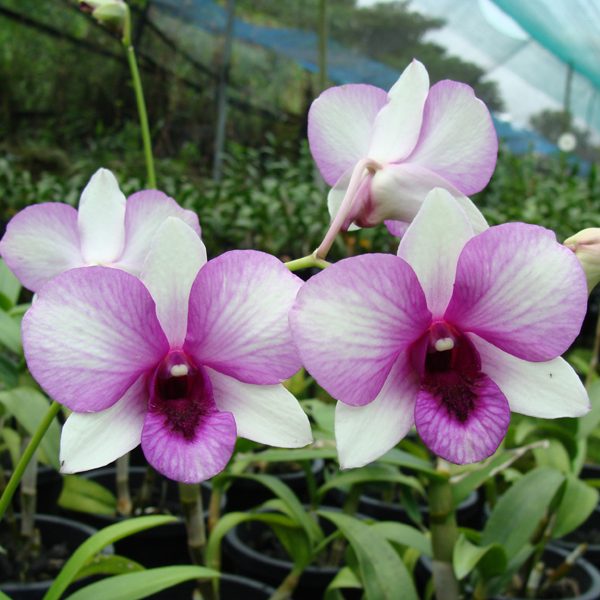 Dendrobium Bangkok Fancy orchid, flower number X259