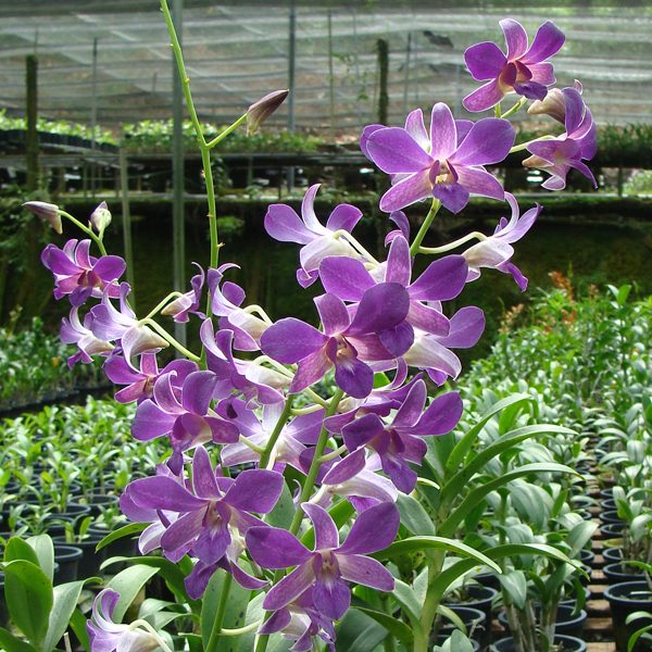 Dendrobium Isumi × Den Halawa Lois orchid, flower number X290