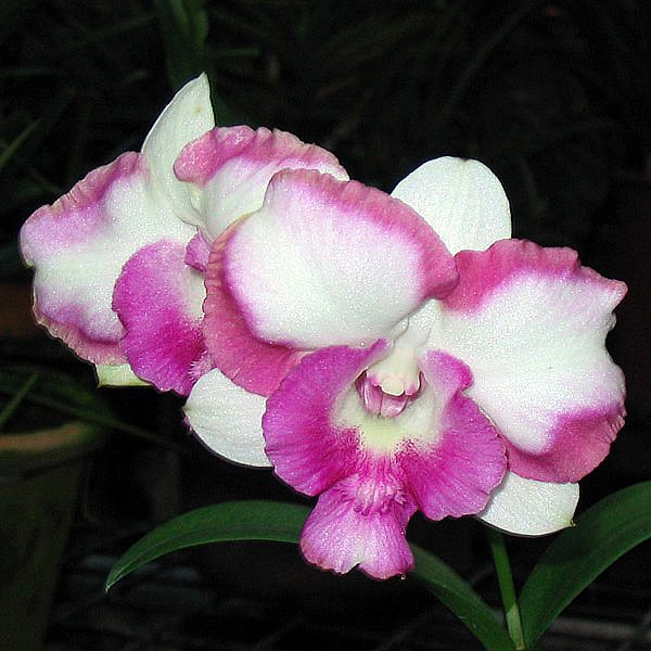 D Ekapol 'King Dragon' × D Anucha 'Flare' orchid, flower number X295