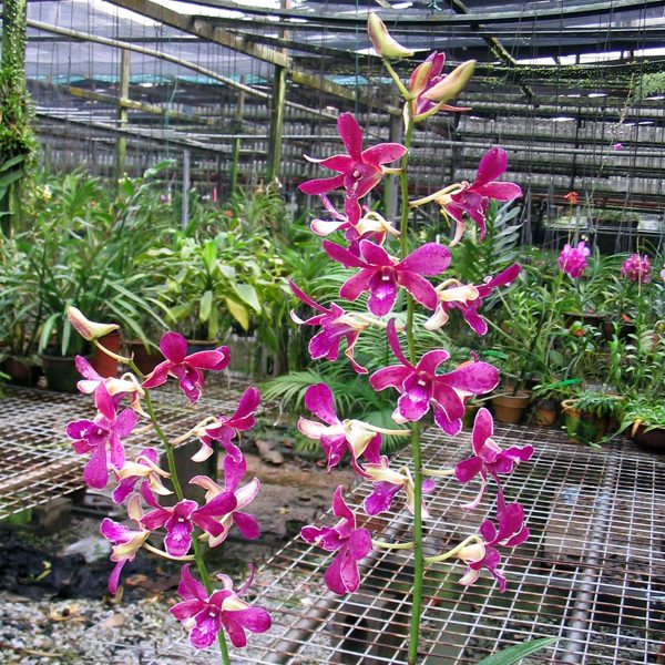 Dendrobium Da × Dendrobium Udom Blue Angel orchid, flower number X302