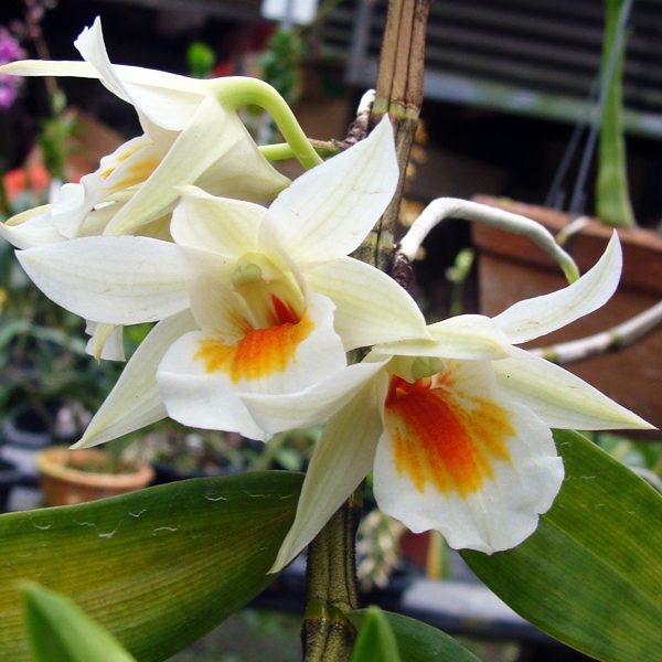 Dendrobium Dawn Maree orchid, flower number X314