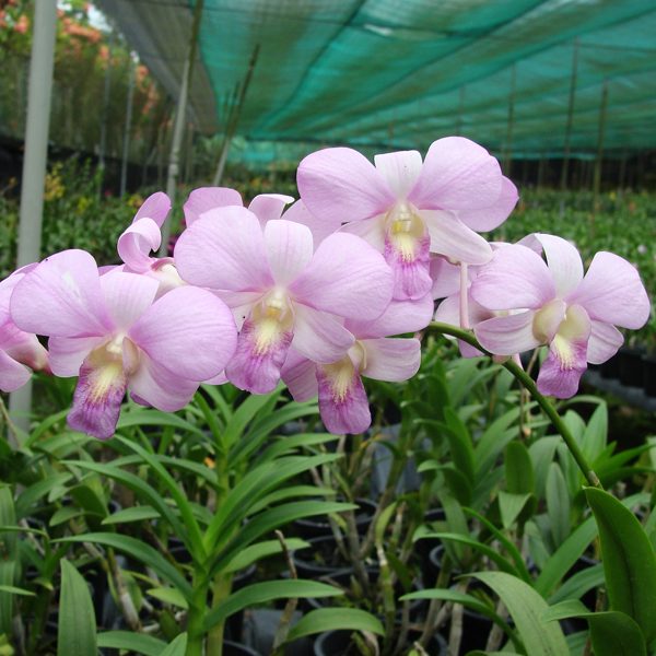 Dendrobium Mikasa 'Pink' orchid, flower number X325