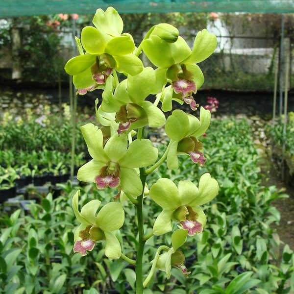 X329 · Dendrobium Burana Jade