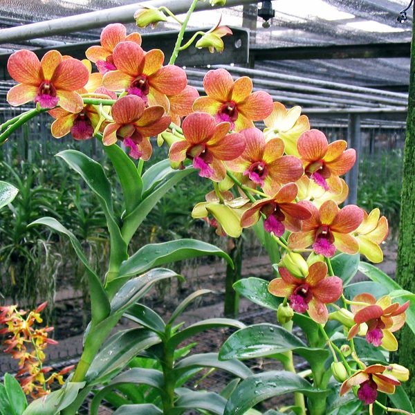 Dendrobium Bobby Messina orchid, flower number X339