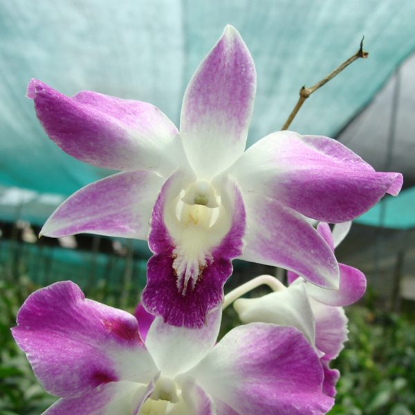 Dendrobium Sonia 'Mutation' orchid, flower number X360