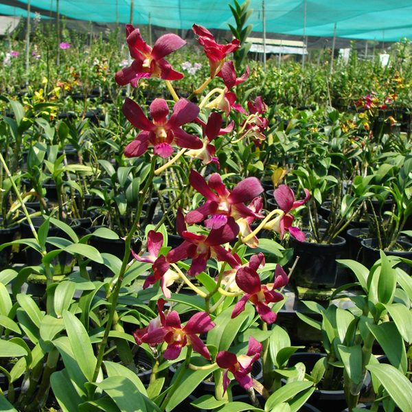 X364 · Dendrobium Bobby Messina Red