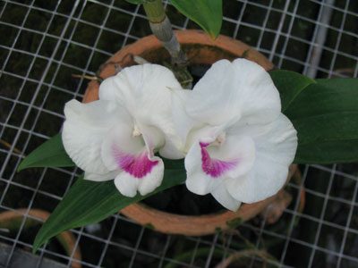 Dendrobium Formosum × Den Queen Southwich orchid, flower number X374