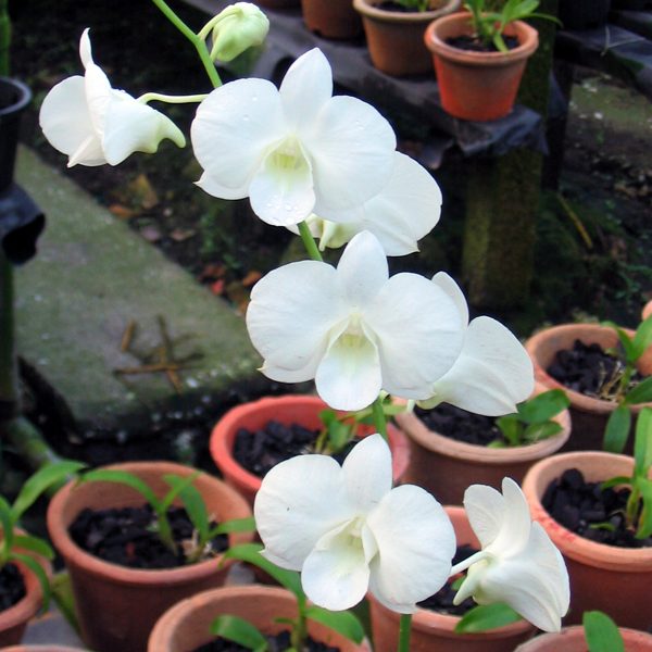 Dendrobium White Dragon orchid, flower number X379