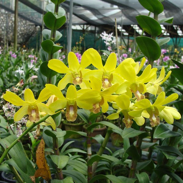Dendrobium Anching Lubag × Thongchai Gold orchid, flower number X387
